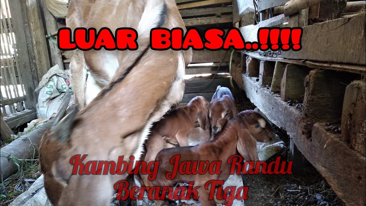Kambing Jawa Randu Beranak Tiga 