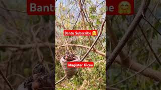 Download Lagu BURUNG KIPASAN MEMBERI MAKAN ANAKNYA DI ALAM #shortsvideo #burung #burungkipasan MP3