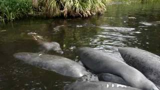 Manatee mating pod with male rolling over