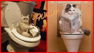 Говорящие Коты! Лучшая Подборка №17