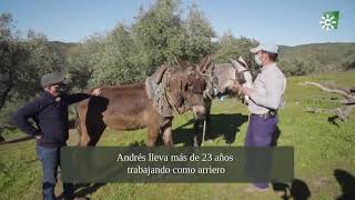 Arriero, una profesión de antaño, Villanueva de Córdoba