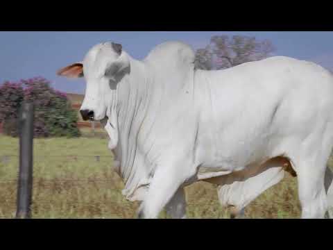 Lote 225   K2492 FIV AL CANAA   NFHC 2492 zap