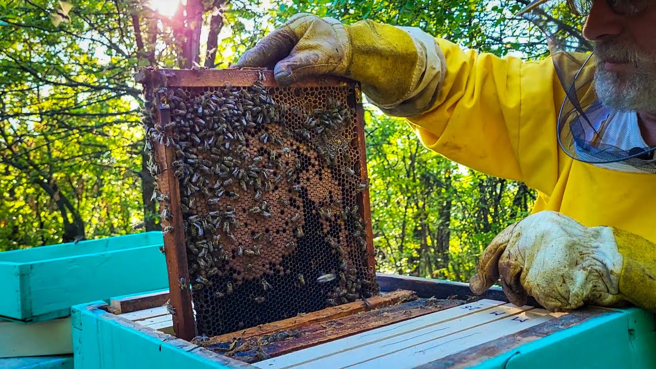 Kako najjednostavnije razrojiti pčele