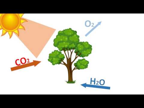 Vídeo: Como o oxigênio ocorre na natureza explica o ciclo do oxigênio na natureza?
