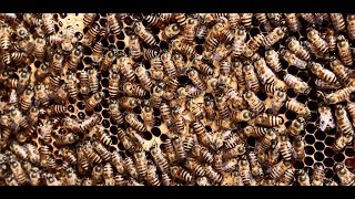 Las Abejas los Animales más importante del mundo