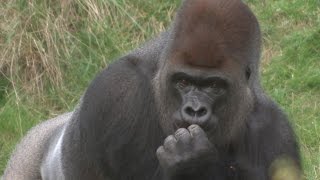 Escaped gorilla downs 5litres of undiluted blackcurrent squash
