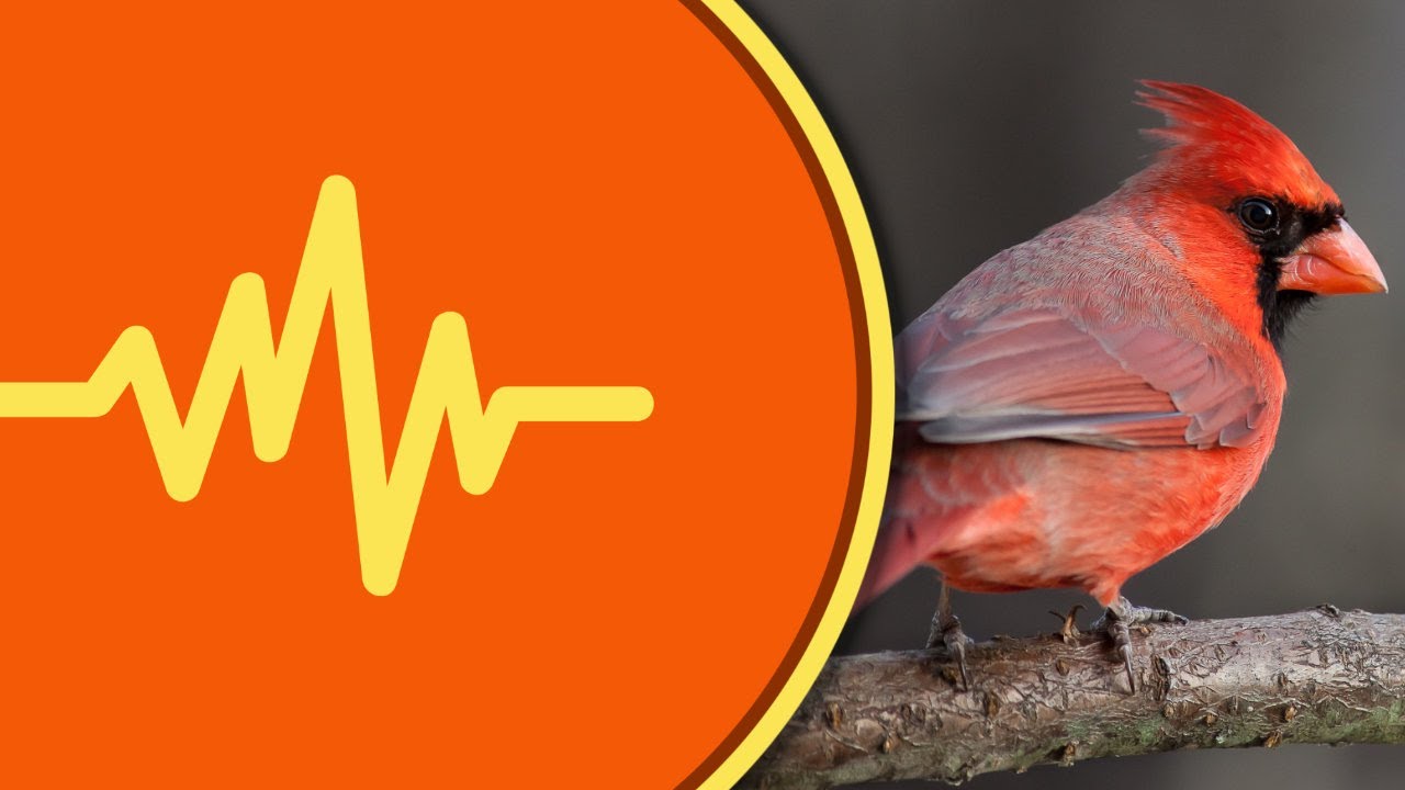 Cardinal Bird Chirping Sound Effect - YouTube