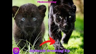 Call Me By Your Name Animals Tiktok Tik Tok Compilation 2021 Dog Glow Up