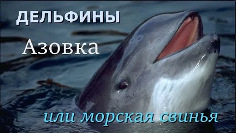 Каких дельфинов можно увидеть у берегов Абхазии. Азовка черноморский дельфин , или морская свинья.