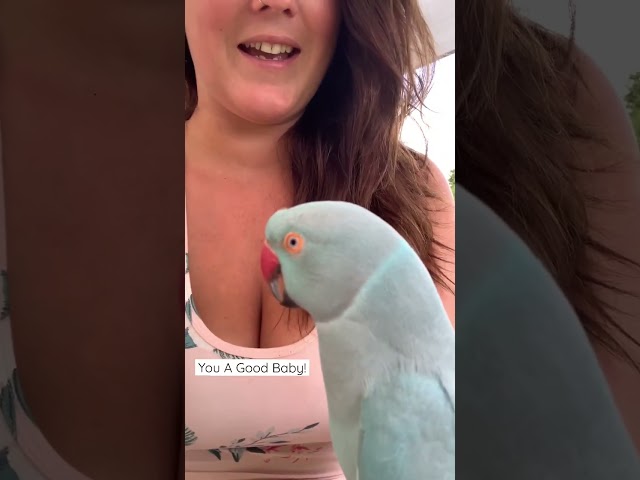 Baby Kiwi The Blue Chicken Says “BOOP” 🤩 class=