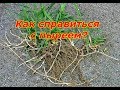 Как справиться с пыреем?