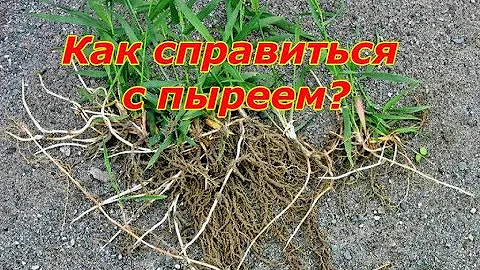 Как справиться с пыреем?