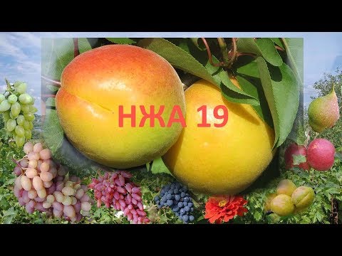 Крупный абрикос, вкусный абрикос. Сорт НЖА 19