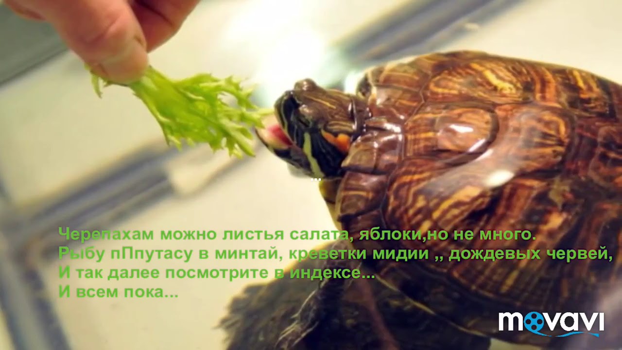 Сколько раз в день кормят черепах. Красноухая черепаха. Красноухие Черепашки. Красноухая черепаха домашняя. Красноухие черепахи кормление.