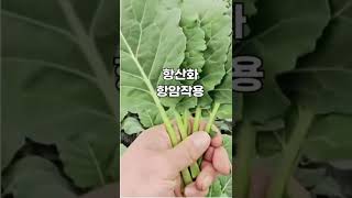 슈퍼푸드 쌈케일의 효능