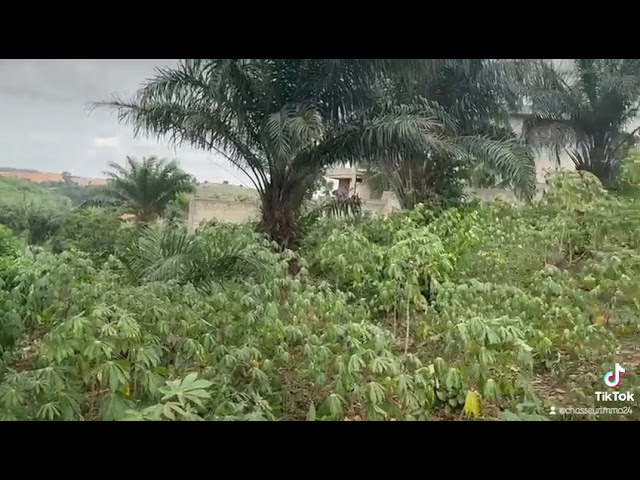 En Vente Terrain De 1400 M2 Avec Acd À Toi