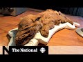 What scientists have learned about mummified wolf pup from the ice age