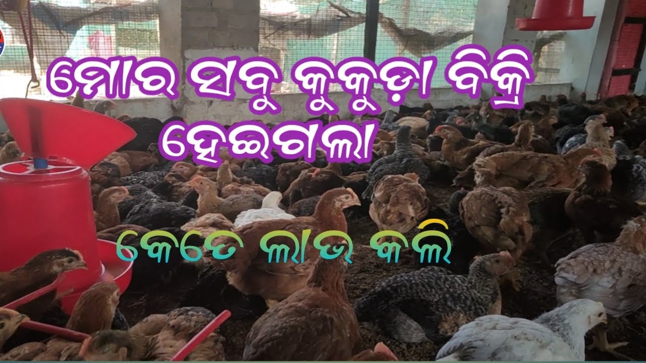 ମୋର ସବୁ କୁକୁଡ଼ା ବିକ୍ରି ହେଇଗଲା ll FFG କୁକୁଡା ଫାର୍ମ ll #animalhusbandry #backyardpoultry #ଚଣ୍ଡିଖୋଲ