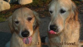 Golden Retriever Bailey, Beautiful Tribute