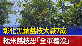 彰化黑葉荔枝大減7成 糯米荔枝恐「全軍覆沒」