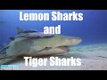 Dive Bahamas #10 - Tiger Sharks Lemon Sharks and Groupers - Hans-Peter Endler