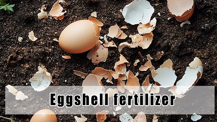 Eggshells: The Secret Natural Calcium Fertilizer for Plants