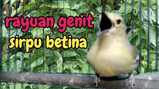 Download Lagu SUARA SIRTU/CIPOW/cipoh BETINA PIKAT, SANGAT AMPUH UNTUK MENAIKKAN BIRAHI EMOSI SIRPU MALAS BUNYI MP3