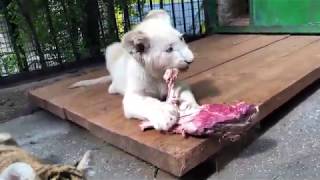 Львенок Амадей и другие львята и тигрята впервые едят мяско на кости