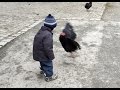 Little Child Attacked by Angry Birds / Chicken.