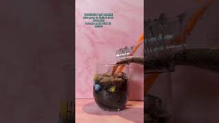 SodaStreamUSA #TikTokShopCreatorPicks, #Ad, #SodastreamPartner #TikTokShopSummerTurnUp #sodapop