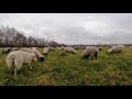 Warum Schafe im Winter bei den Bauern weiden, und warum das bald vorbei sein könnte