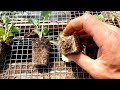 BEST Way to Start Seeds for Healthiest Seedlings