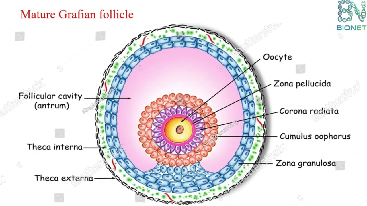 Оогенез: Поперечный срез яичника / Граафов фолликул / Фолликулогенез (Часть 1)