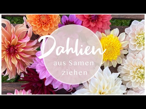 Video: Wann und wie man im Frühjahr Dahlien mit Knollen im Freiland pflanzt