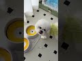 Count how many words the puppy can understand at home~ #All Things Cute Plan