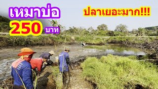 เหมาบ่อ 250บาท บ่อนี้ปลาเยอะคุ้มเกินราคาจริงๆ | Ep.016