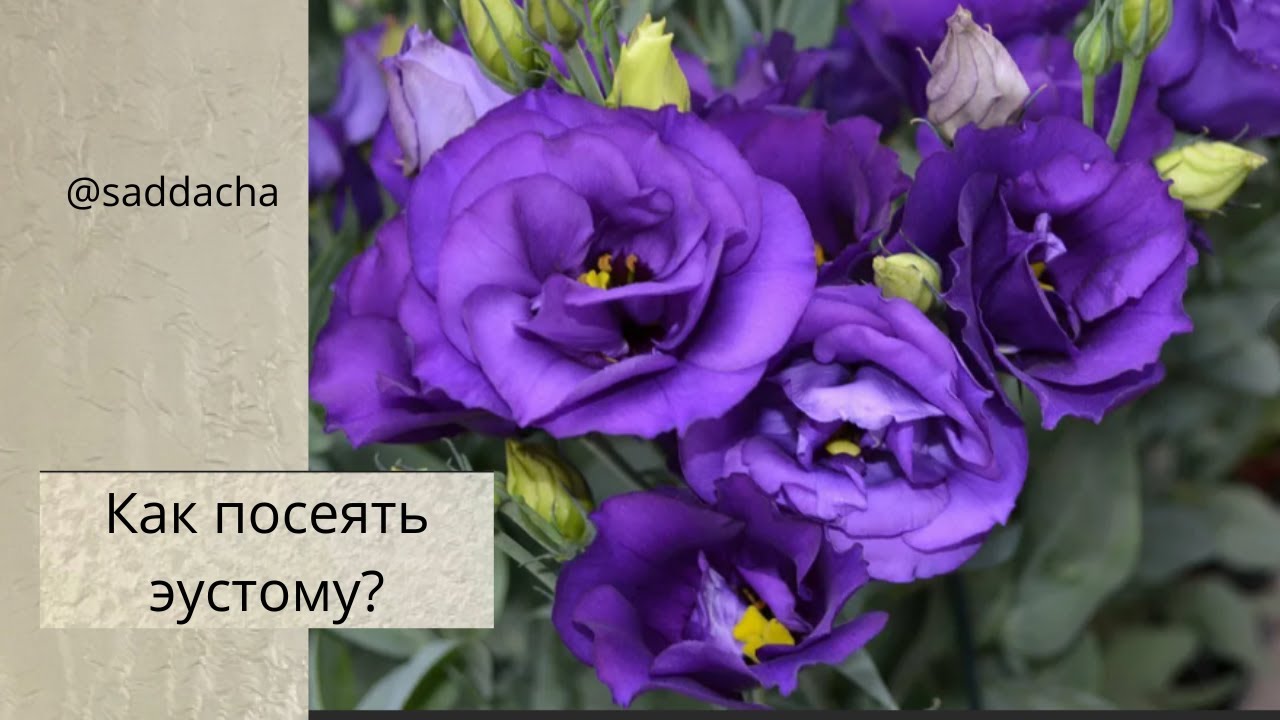 Семена Халапеньо Эустома Купить