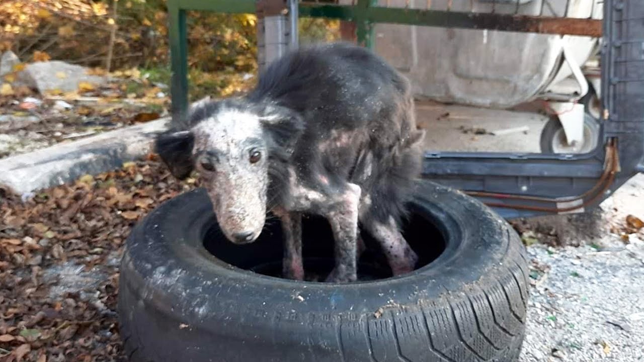 Dog Suffers from Advanced Mange Gets an Amazing Makeover