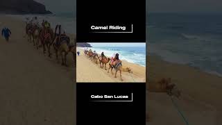 Camel 🐪 🐪Rides on The Beach  🌊In Cabo  #travel #vacation #cabo