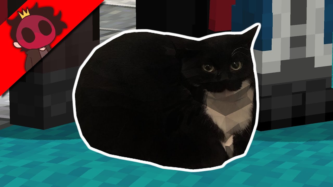 Maxwell cat картинка