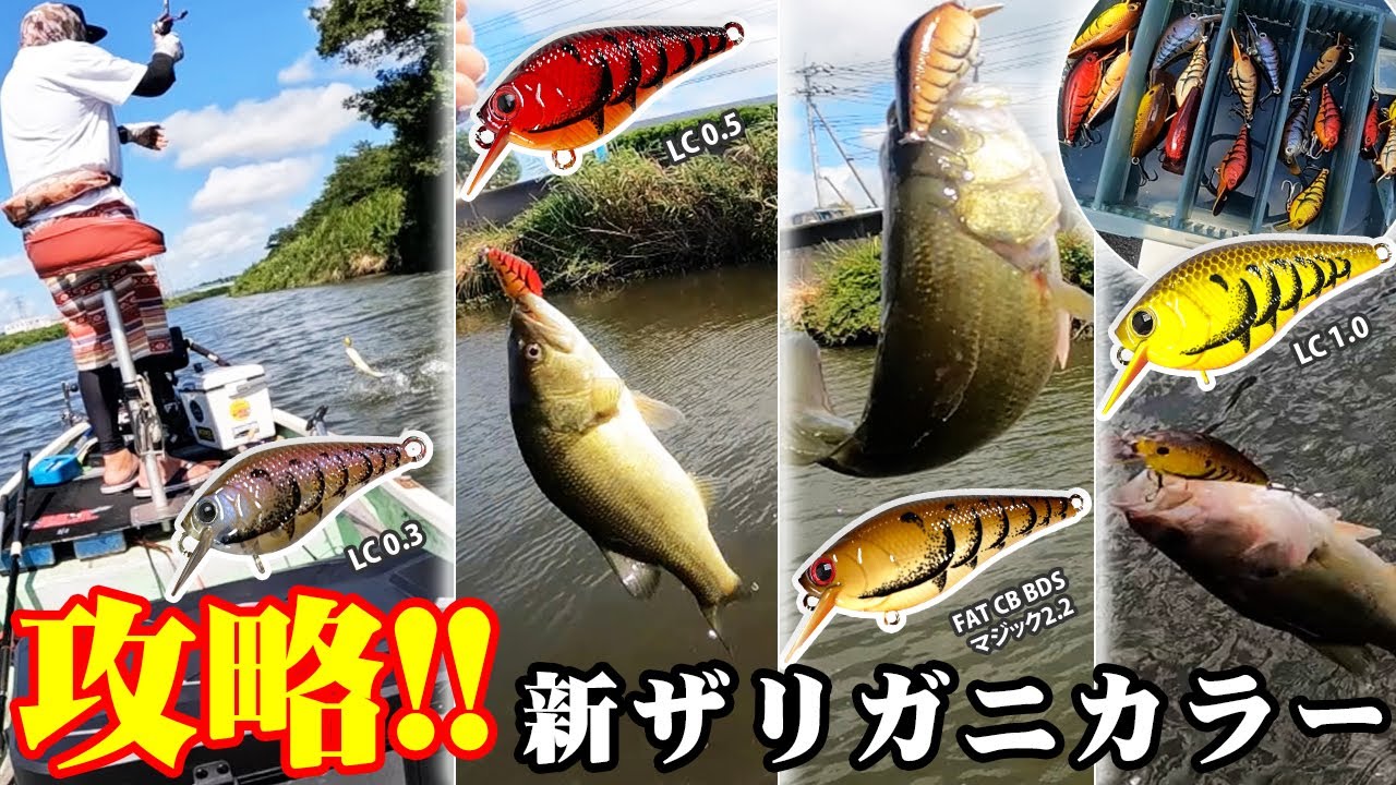新利根】新発売ザリガニカラーで新利根川攻略【高橋一夫】 - YouTube