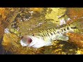 Chattooga River Bartrams Bass