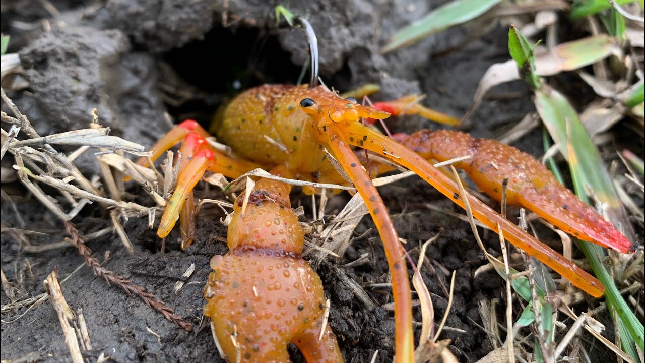 Chasebaits Mud Bug Review! 🦞 does it catch fish? - Throw craw imitations  now! 