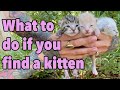 What To Do If You Find a Kitten -- How to Make the Right Call!