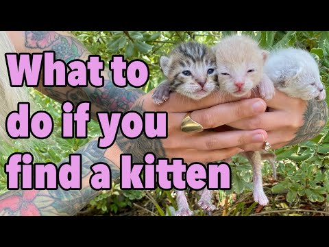 Video: Kodėl jie vadinami kačiukais?