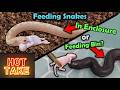 Our HOT TAKE on Feeding Snakes in Their Enclosure