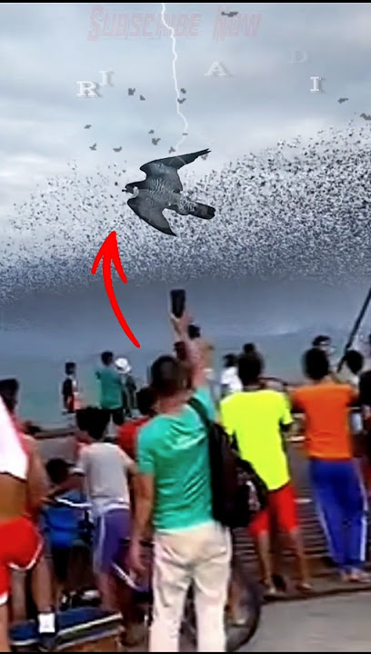 Penampakan jutaan burung ababil #birds #trending