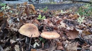 Видео Набрёл на опяточный лес. Опята везде... (автор: Алексей Новиков)