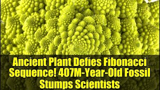 Ancient Plant Defies Fibonacci Sequence! 407M-Year-Old Fossil Stumps Scientists