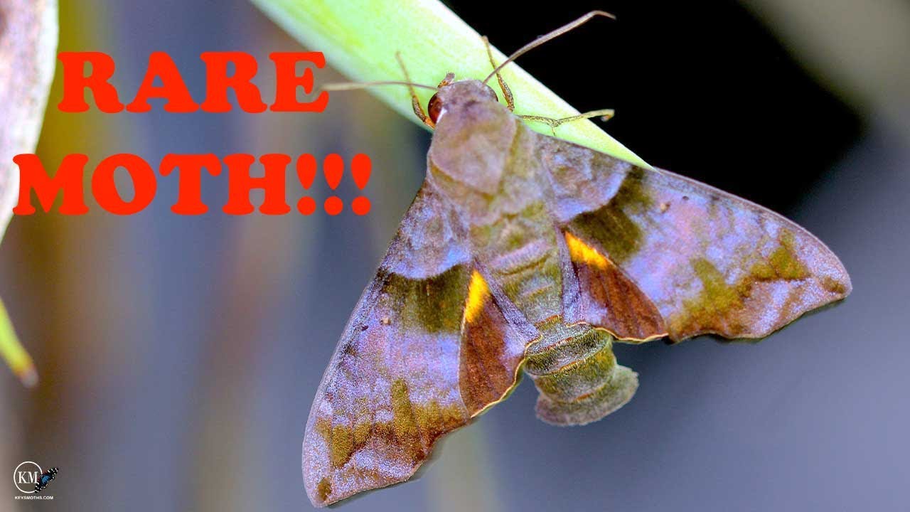 VERY RARE TROPICAL MOTH STILL THRIVING IN KEY LARGO